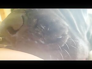 Beast Pussy Cat - Most Relevant Videos - cat licks pussy until i cum - Bestiality Girls - Beast  Porn Videos