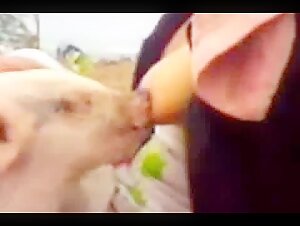 Woman Breastfeeding a Piglet 2